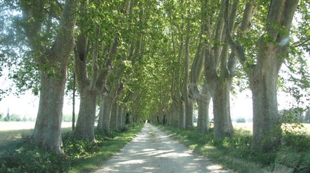 Provence tree lined road img 4409 Side trip to Provence!
