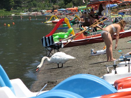 Lake Bracciano swan on the beach IMG 4771