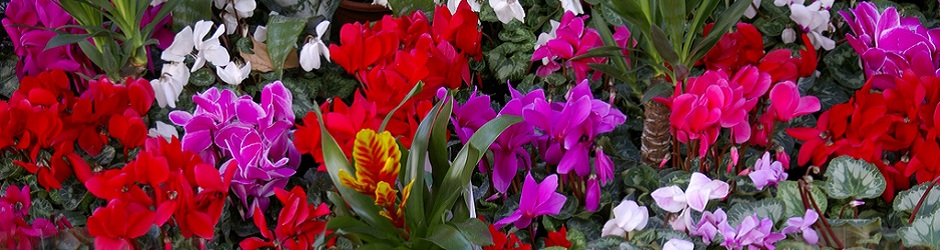 47Header - Mercato Fiori