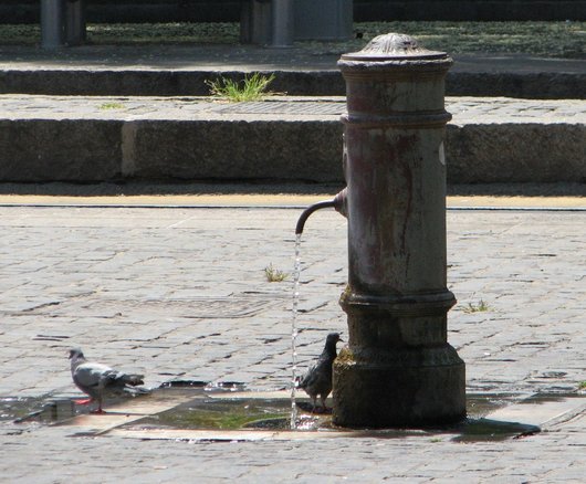 Pigeons near nasone img 4807 1 Water, Water Everywhere!