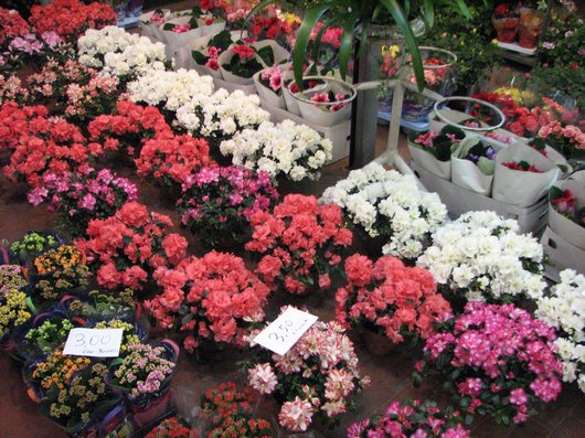The Mercato dei Fiori IMG 7544