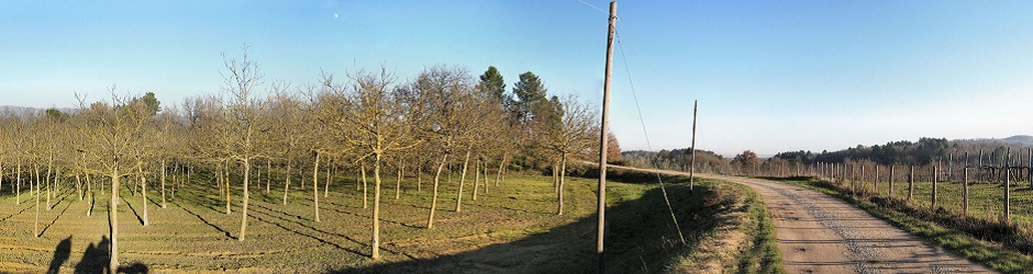 43Header - Walking in Tuscant